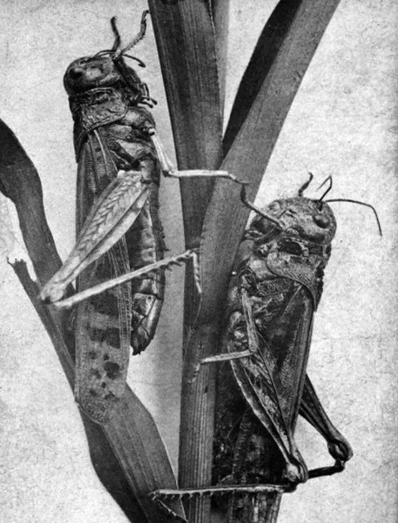 جراد نيبراسكا.. وقصة الغزو «الحشري» الأكبر في التاريخ صورة رقم 6