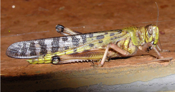 جراد نيبراسكا.. وقصة الغزو «الحشري» الأكبر في التاريخ صورة رقم 7