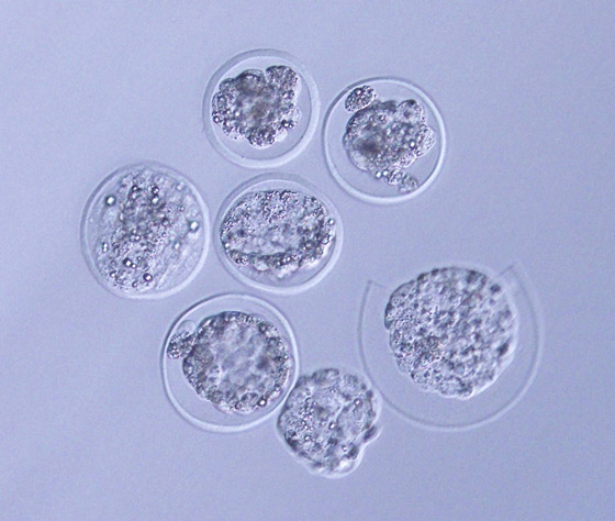 علماء يطوّرون للمرة الأولى أجنة فئران في الفضاء صورة رقم 2