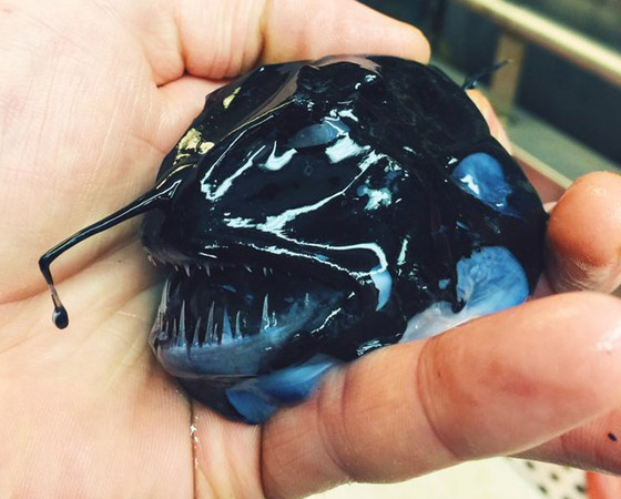 تبدو كوحوش فضائية.. صياد يفاجئ الباحثين بمخلوقات غريبة تلتقطها شباكه (صور) صورة رقم 1 تبدو كوحوش فضائية.. صياد يفاجئ الباحثين بمخلوقات غريبة تلتقطها شباكه (صور) صورة رقم 1