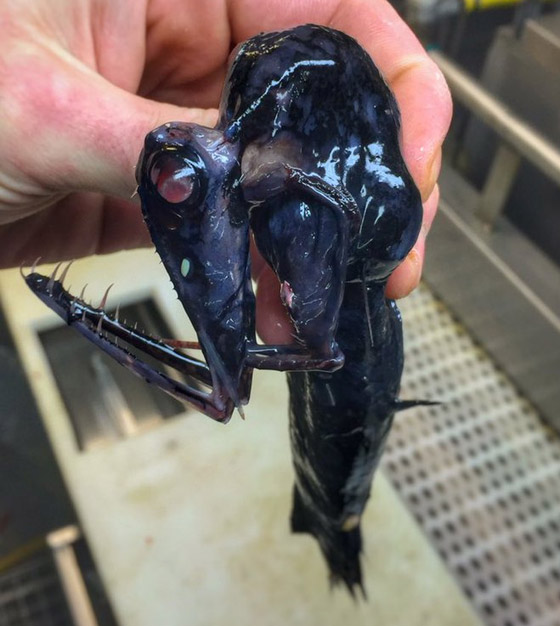 تبدو كوحوش فضائية.. صياد يفاجئ الباحثين بمخلوقات غريبة تلتقطها شباكه (صور) صورة رقم 5 تبدو كوحوش فضائية.. صياد يفاجئ الباحثين بمخلوقات غريبة تلتقطها شباكه (صور) صورة رقم 5