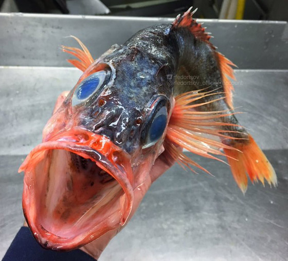 تبدو كوحوش فضائية.. صياد يفاجئ الباحثين بمخلوقات غريبة تلتقطها شباكه (صور) صورة رقم 6 تبدو كوحوش فضائية.. صياد يفاجئ الباحثين بمخلوقات غريبة تلتقطها شباكه (صور) صورة رقم 6