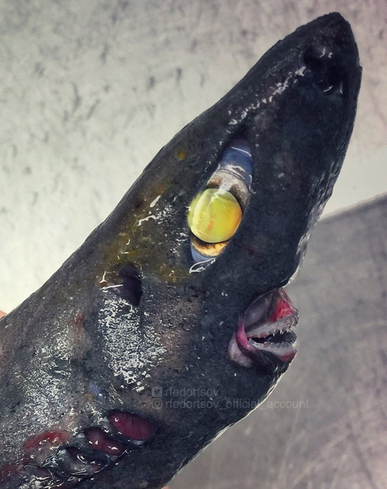 تبدو كوحوش فضائية.. صياد يفاجئ الباحثين بمخلوقات غريبة تلتقطها شباكه (صور) صورة رقم 7 تبدو كوحوش فضائية.. صياد يفاجئ الباحثين بمخلوقات غريبة تلتقطها شباكه (صور) صورة رقم 7