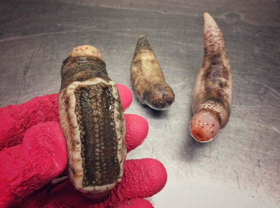 تبدو كوحوش فضائية.. صياد يفاجئ الباحثين بمخلوقات غريبة تلتقطها شباكه (صور) صورة رقم 4 تبدو كوحوش فضائية.. صياد يفاجئ الباحثين بمخلوقات غريبة تلتقطها شباكه (صور) صورة رقم 4