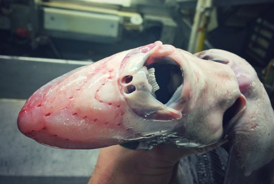 تبدو كوحوش فضائية.. صياد يفاجئ الباحثين بمخلوقات غريبة تلتقطها شباكه (صور) صورة رقم 8 تبدو كوحوش فضائية.. صياد يفاجئ الباحثين بمخلوقات غريبة تلتقطها شباكه (صور) صورة رقم 8