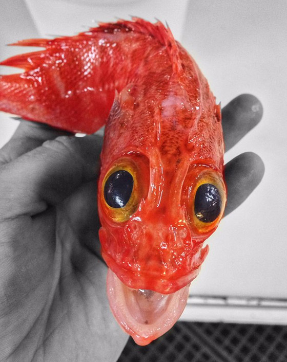 تبدو كوحوش فضائية.. صياد يفاجئ الباحثين بمخلوقات غريبة تلتقطها شباكه (صور) صورة رقم 9 تبدو كوحوش فضائية.. صياد يفاجئ الباحثين بمخلوقات غريبة تلتقطها شباكه (صور) صورة رقم 9