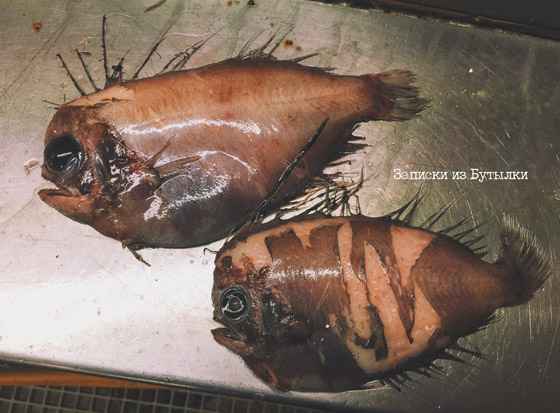 تبدو كوحوش فضائية.. صياد يفاجئ الباحثين بمخلوقات غريبة تلتقطها شباكه (صور) صورة رقم 10 تبدو كوحوش فضائية.. صياد يفاجئ الباحثين بمخلوقات غريبة تلتقطها شباكه (صور) صورة رقم 10