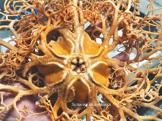 تبدو كوحوش فضائية.. صياد يفاجئ الباحثين بمخلوقات غريبة تلتقطها شباكه (صور) صورة رقم 11 تبدو كوحوش فضائية.. صياد يفاجئ الباحثين بمخلوقات غريبة تلتقطها شباكه (صور) صورة رقم 11