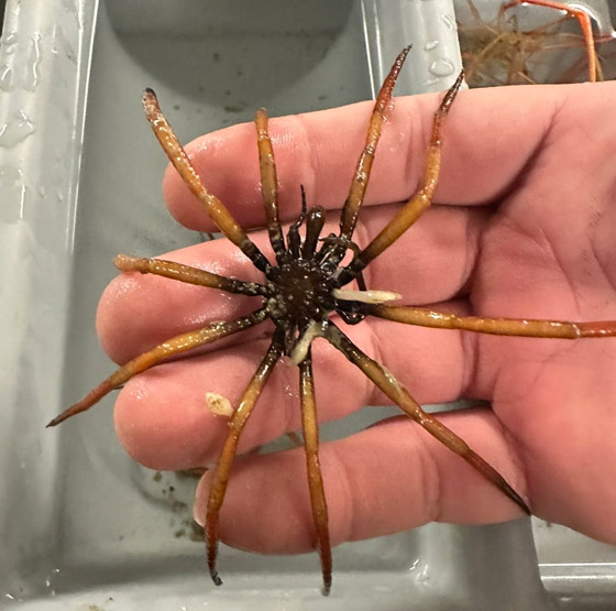 تبدو كوحوش فضائية.. صياد يفاجئ الباحثين بمخلوقات غريبة تلتقطها شباكه (صور) صورة رقم 12 تبدو كوحوش فضائية.. صياد يفاجئ الباحثين بمخلوقات غريبة تلتقطها شباكه (صور) صورة رقم 12