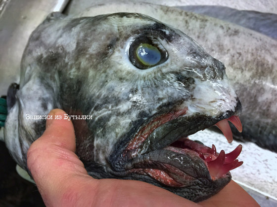 تبدو كوحوش فضائية.. صياد يفاجئ الباحثين بمخلوقات غريبة تلتقطها شباكه (صور) صورة رقم 13 تبدو كوحوش فضائية.. صياد يفاجئ الباحثين بمخلوقات غريبة تلتقطها شباكه (صور) صورة رقم 13