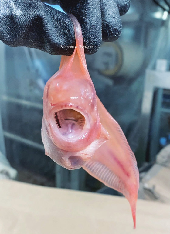 تبدو كوحوش فضائية.. صياد يفاجئ الباحثين بمخلوقات غريبة تلتقطها شباكه (صور) صورة رقم 14 تبدو كوحوش فضائية.. صياد يفاجئ الباحثين بمخلوقات غريبة تلتقطها شباكه (صور) صورة رقم 14