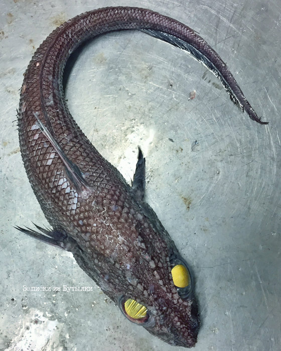 تبدو كوحوش فضائية.. صياد يفاجئ الباحثين بمخلوقات غريبة تلتقطها شباكه (صور) صورة رقم 15 تبدو كوحوش فضائية.. صياد يفاجئ الباحثين بمخلوقات غريبة تلتقطها شباكه (صور) صورة رقم 15