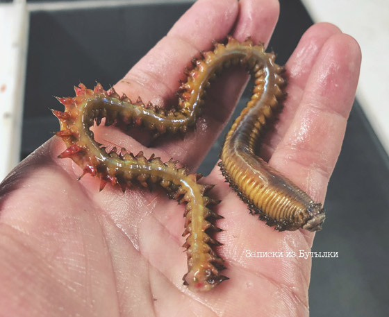 تبدو كوحوش فضائية.. صياد يفاجئ الباحثين بمخلوقات غريبة تلتقطها شباكه (صور) صورة رقم 16 تبدو كوحوش فضائية.. صياد يفاجئ الباحثين بمخلوقات غريبة تلتقطها شباكه (صور) صورة رقم 16