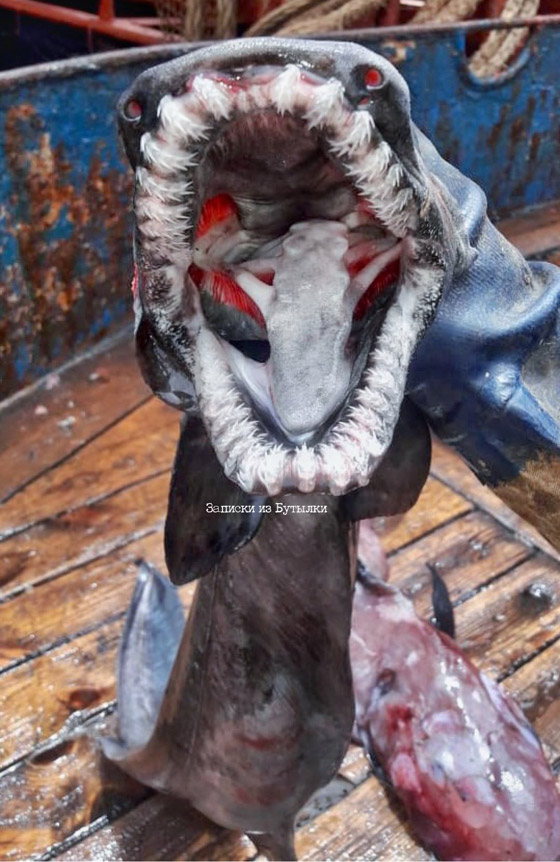 تبدو كوحوش فضائية.. صياد يفاجئ الباحثين بمخلوقات غريبة تلتقطها شباكه (صور) صورة رقم 17 تبدو كوحوش فضائية.. صياد يفاجئ الباحثين بمخلوقات غريبة تلتقطها شباكه (صور) صورة رقم 17