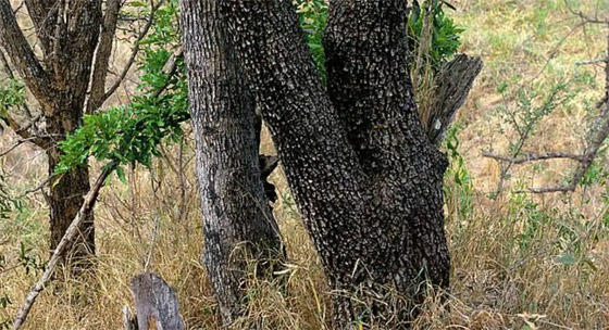 الفهد أمامك لكنه مختبئ.. حدق جيدا واختبر قوة ملاحظتك صورة رقم 1