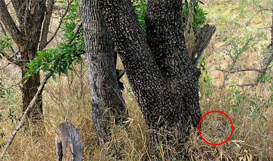 الفهد أمامك لكنه مختبئ.. حدق جيدا واختبر قوة ملاحظتك صورة رقم 2