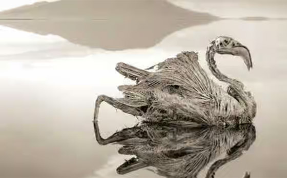 بحيرة ميدوسا.. حيث تتحول الكائنات الحية إلى أحجار صورة رقم 5