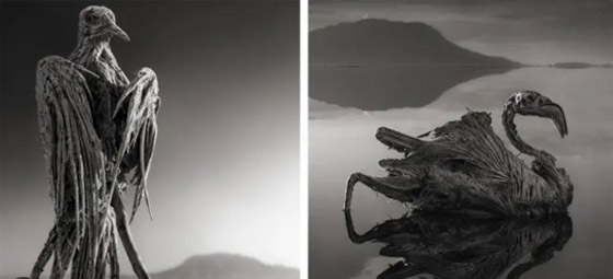 بحيرة ميدوسا.. حيث تتحول الكائنات الحية إلى أحجار صورة رقم 6