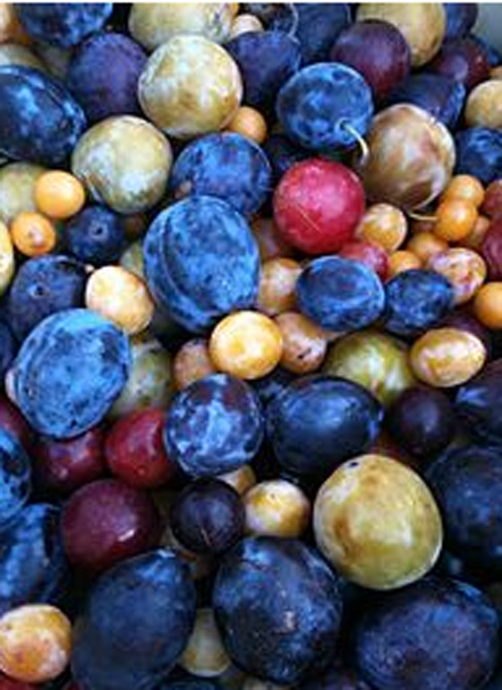 شجرة الأربعين فاكهة.. ثمار مختلفة من أصل واحد صورة رقم 4