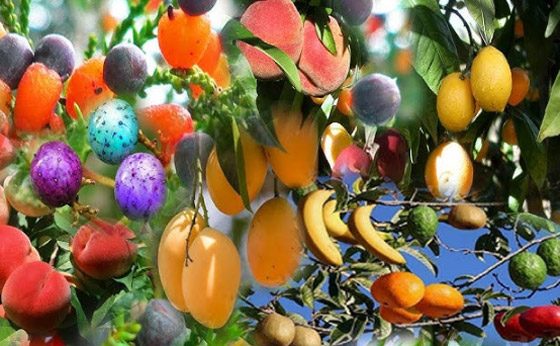 شجرة الأربعين فاكهة.. ثمار مختلفة من أصل واحد صورة رقم 6