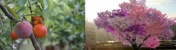 شجرة الأربعين فاكهة.. ثمار مختلفة من أصل واحد صورة رقم 8