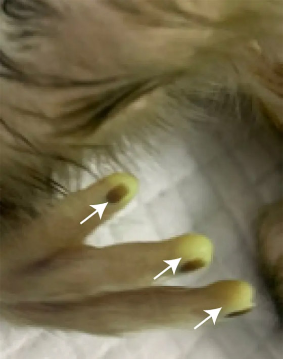 مشهد لا يصدق.. أول قرد حي بأصابع ملونة وعيون تضيء! صور صورة رقم 5