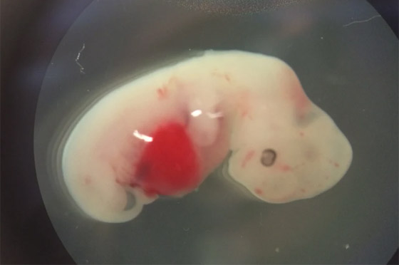 مشهد لا يصدق.. أول قرد حي بأصابع ملونة وعيون تضيء! صور صورة رقم 2