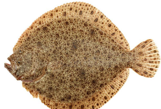 من السلمون إلى التونة.. إليك أفضل وأسوأ الأسماك لصحتك صورة رقم 6