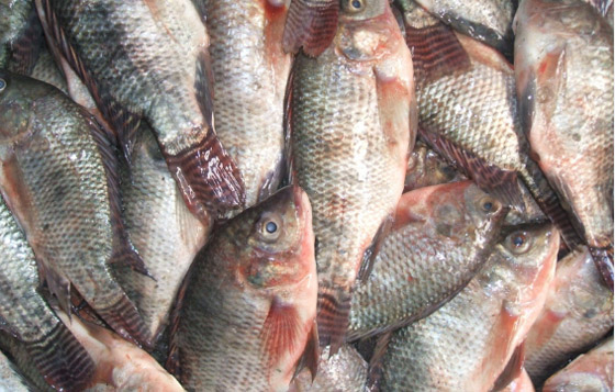 من السلمون إلى التونة.. إليك أفضل وأسوأ الأسماك لصحتك صورة رقم 7