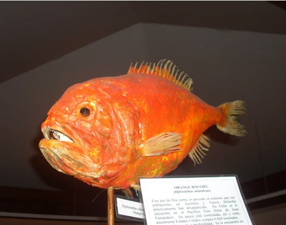 من السلمون إلى التونة.. إليك أفضل وأسوأ الأسماك لصحتك صورة رقم 8