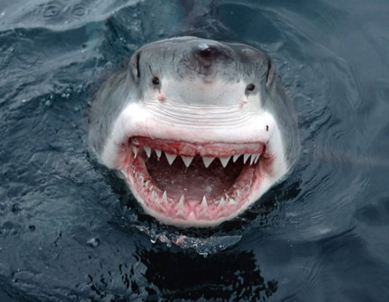 من السلمون إلى التونة.. إليك أفضل وأسوأ الأسماك لصحتك صورة رقم 9