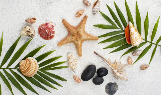 المحار.. من أعماق البحار إلى سطح البشرة.. فوائد تجميلية مذهلة صورة رقم 4 المحار.. من أعماق البحار إلى سطح البشرة.. فوائد تجميلية مذهلة صورة رقم 4