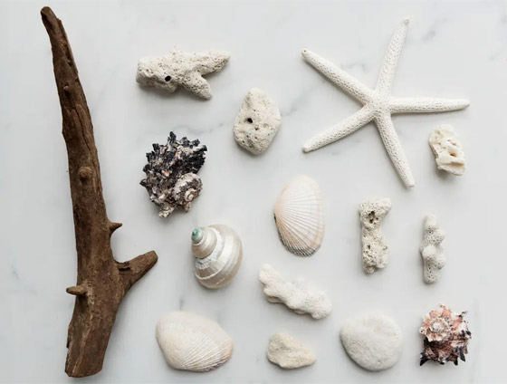 المحار.. من أعماق البحار إلى سطح البشرة.. فوائد تجميلية مذهلة صورة رقم 5 المحار.. من أعماق البحار إلى سطح البشرة.. فوائد تجميلية مذهلة صورة رقم 5