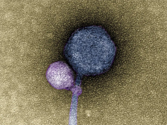 عض آخر.. فيروس 