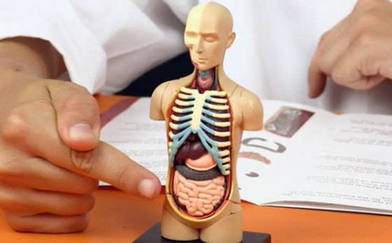 متى يأكل المخ نفسه؟.. وأغرب المعلومات عن جسم الإنسان صورة رقم 2