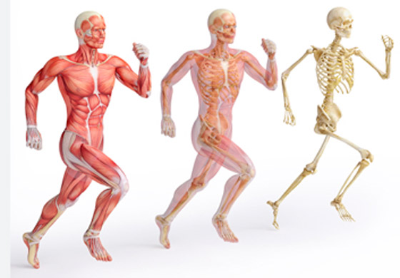 متى يأكل المخ نفسه؟.. وأغرب المعلومات عن جسم الإنسان صورة رقم 4