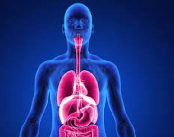 متى يأكل المخ نفسه؟.. وأغرب المعلومات عن جسم الإنسان صورة رقم 5