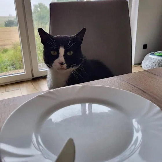 حمية قاسية لقط شهير في بولندا! صورة رقم 1