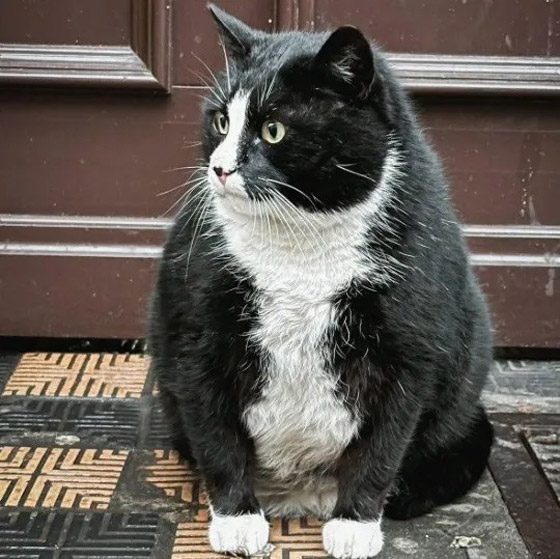 حمية قاسية لقط شهير في بولندا! صورة رقم 2