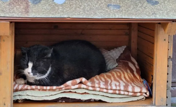 حمية قاسية لقط شهير في بولندا! صورة رقم 4