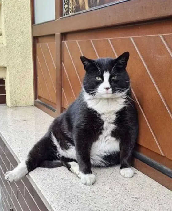 حمية قاسية لقط شهير في بولندا! صورة رقم 5