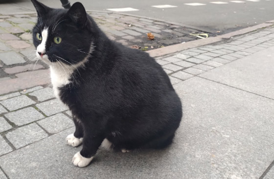 حمية قاسية لقط شهير في بولندا! صورة رقم 6