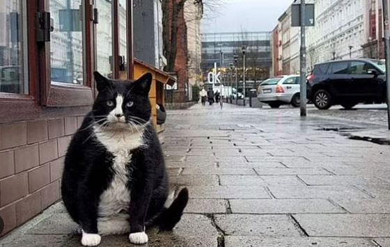 حمية قاسية لقط شهير في بولندا! صورة رقم 8