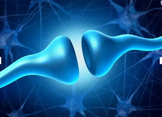 ما علاقة دهون البطن بألزهايمر؟.. دراسة تفجر مفاجأة صورة رقم 1