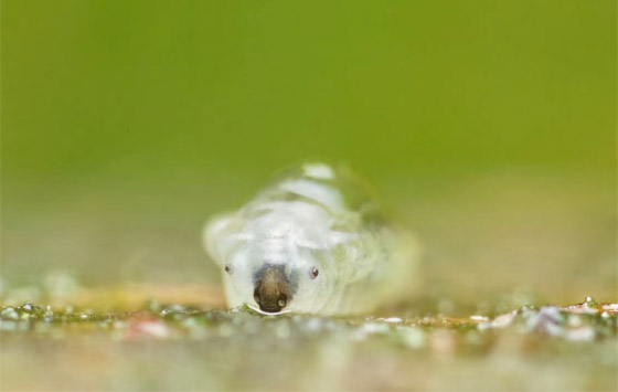 كائنات مجهرية.. صور استثنائية تكشف أسرار مملكة التربة تحت أقدامنا صورة رقم 1