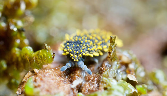 كائنات مجهرية.. صور استثنائية تكشف أسرار مملكة التربة تحت أقدامنا صورة رقم 2