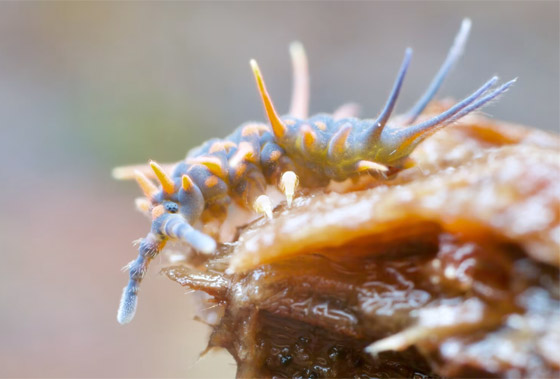 كائنات مجهرية.. صور استثنائية تكشف أسرار مملكة التربة تحت أقدامنا صورة رقم 3