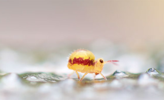 كائنات مجهرية.. صور استثنائية تكشف أسرار مملكة التربة تحت أقدامنا صورة رقم 4