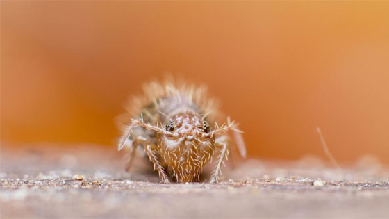 كائنات مجهرية.. صور استثنائية تكشف أسرار مملكة التربة تحت أقدامنا صورة رقم 9