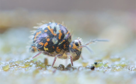 كائنات مجهرية.. صور استثنائية تكشف أسرار مملكة التربة تحت أقدامنا صورة رقم 10